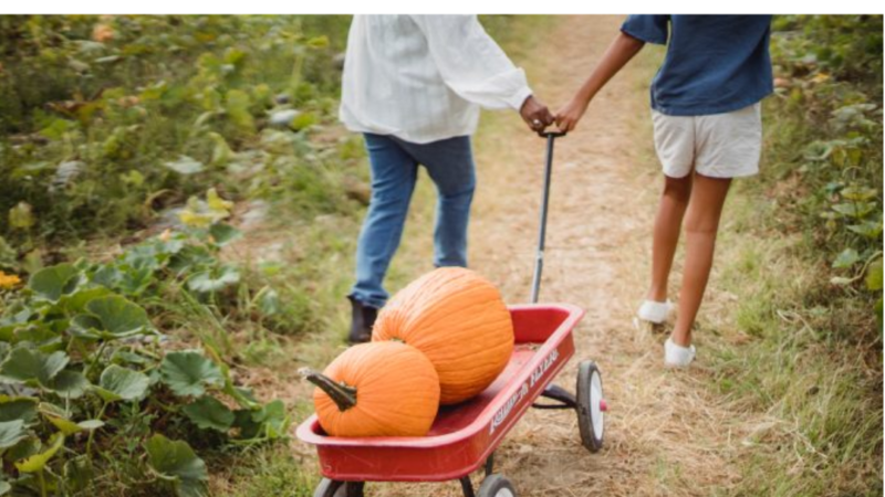 Fall Spirit at Local Pumpkin Patches and Corn Mazes