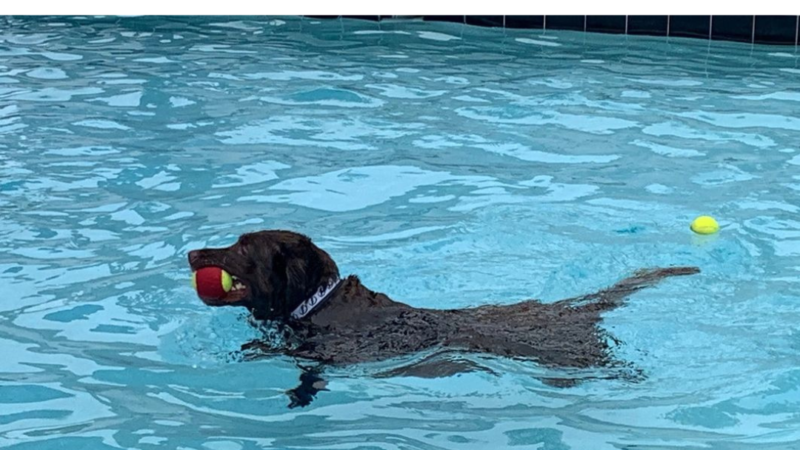 Doggy Paddle Day: Paws in the Pool for a Pawsome Cause