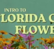 Tampa Bay Connects